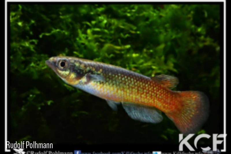 Pachypanchax varatraza  male adulte 