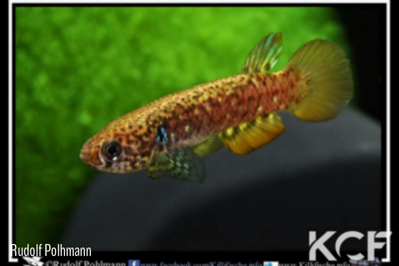 Pituna obliquoseriata Agua Boa HVP 16-06 male adulte 