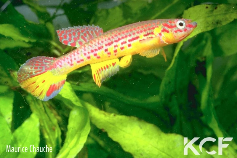 Aphyosemion herzogi  male adulte 