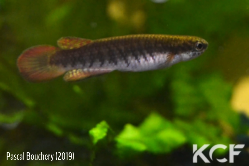 Melanorivulus violaceus Barra do Garças-Cuiabá HVP 17-31 male adulte 