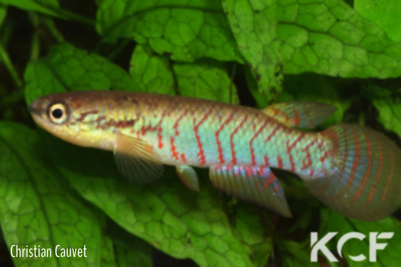 Melanorivulus faucireticulatus  male adulte 