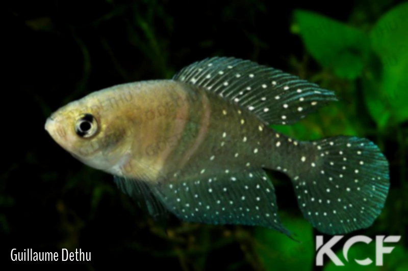 Spectrolebias bellidoi  male adulte 