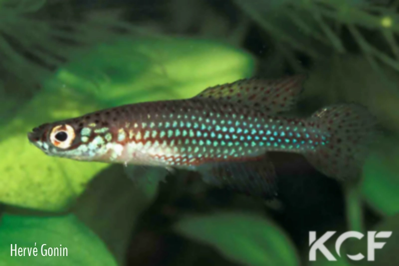 Cynopoecilus aff. multipapillatus  male adulte 