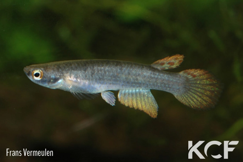 Anablepsoides ornatus  male adulte 