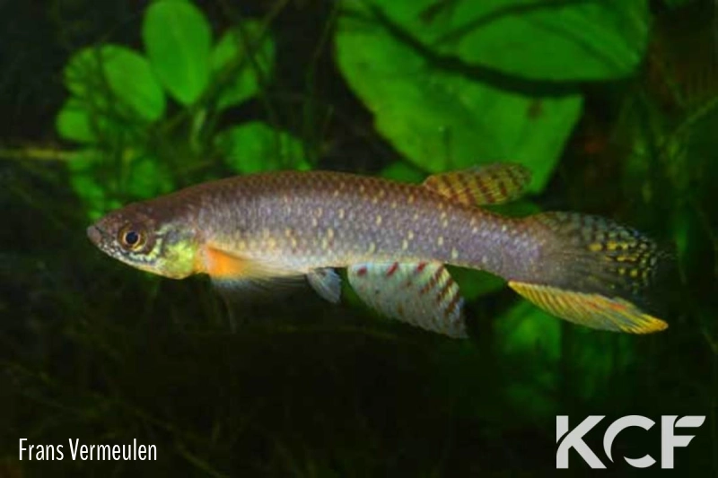 Aphyolebias kenwoodi  male adulte 