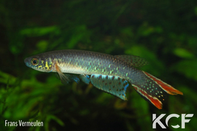 Aphyolebias rubrocaudatus Rio Madré de Dios male adulte 