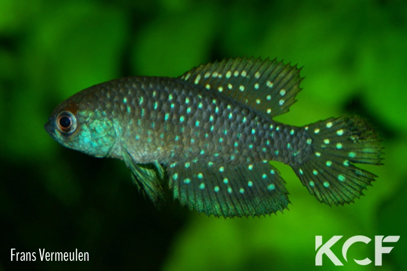 Austrolebias affinis Paso Lambaré male sub adulte 