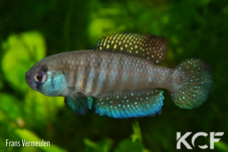 Austrolebias alexandri Rio Gualeguaychú KCA 03-12 male adulte 