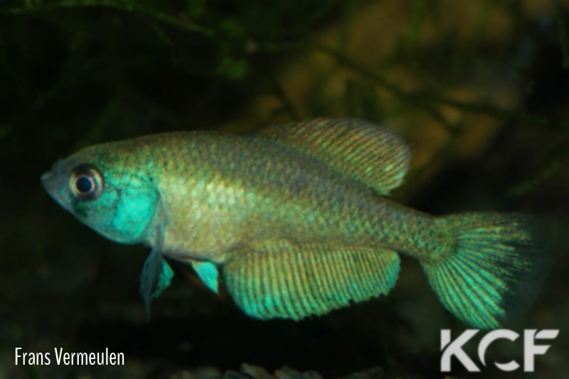 Austrolebias apaii  male adulte 