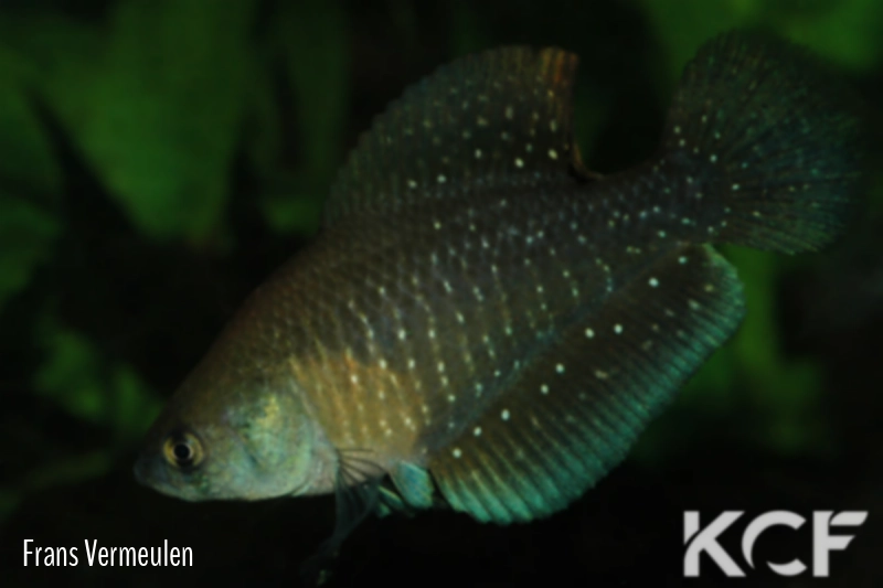 Austrolebias bellottii  male adulte 