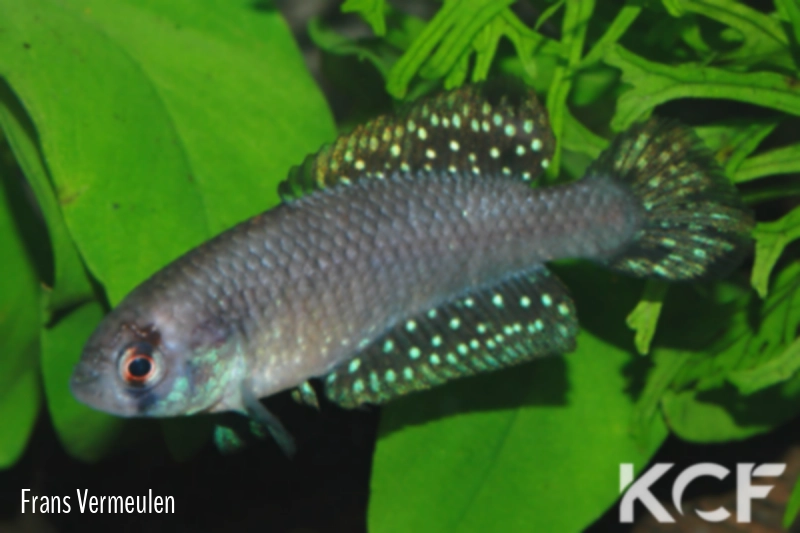 Austrolebias luzardoi Las Cavas Artigas CXA 001 male adulte 