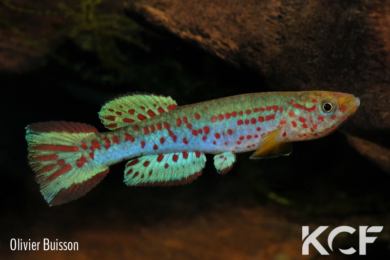 Aphyosemion labarrei Kingembe AVD 2011 male adulte 