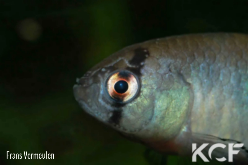 Austrolebias patriciae  male adulte 