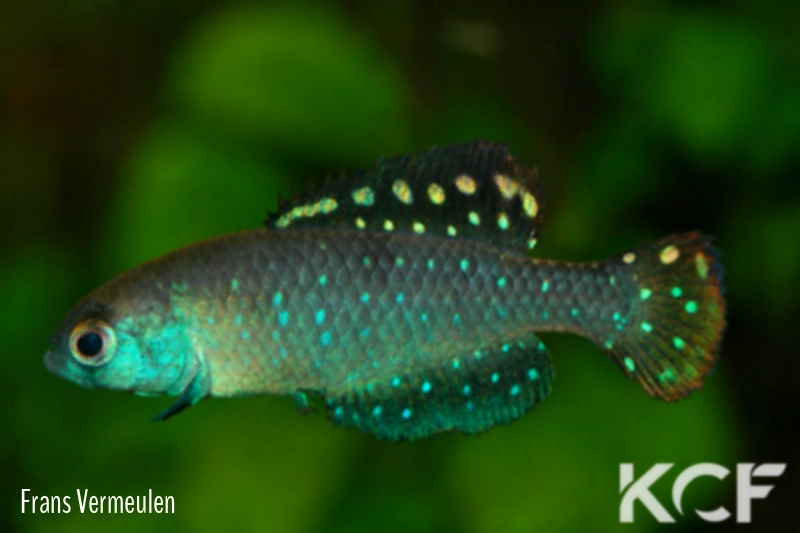 Austrolebias toba  male adulte 