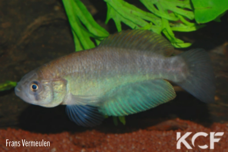 Austrolebias vazferreirai  male adulte 