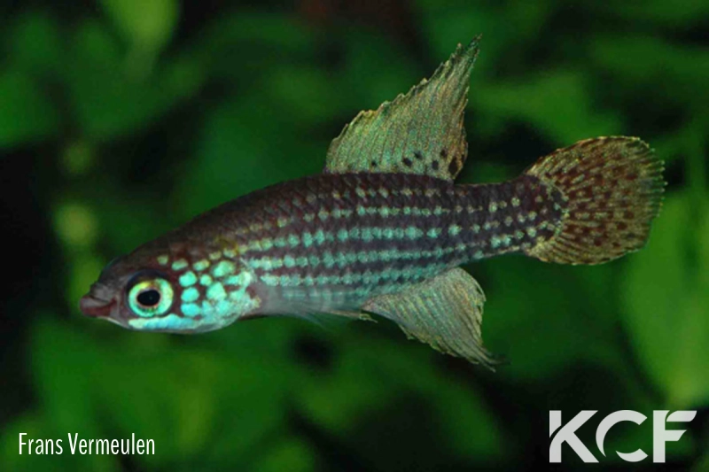 Campellolebias brucei  male adulte 