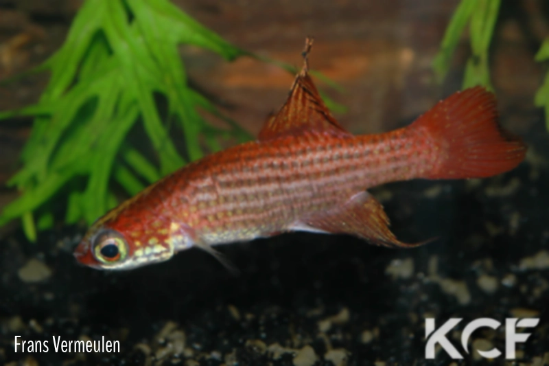 Campellolebias chrysolineatus  male adulte 