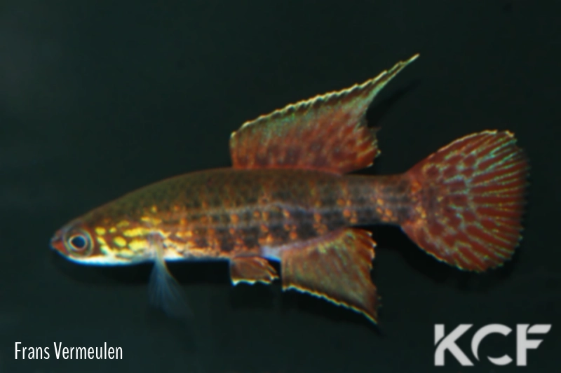 Campellolebias dorsimaculatus  male adulte 