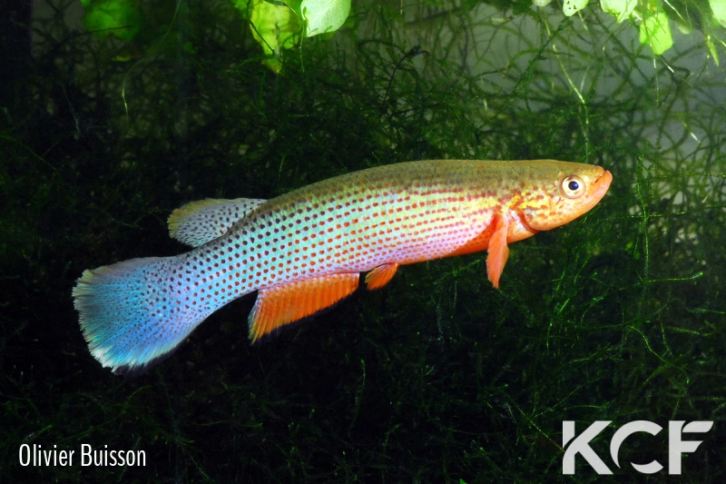 Anablepsoides igneus  male adulte 