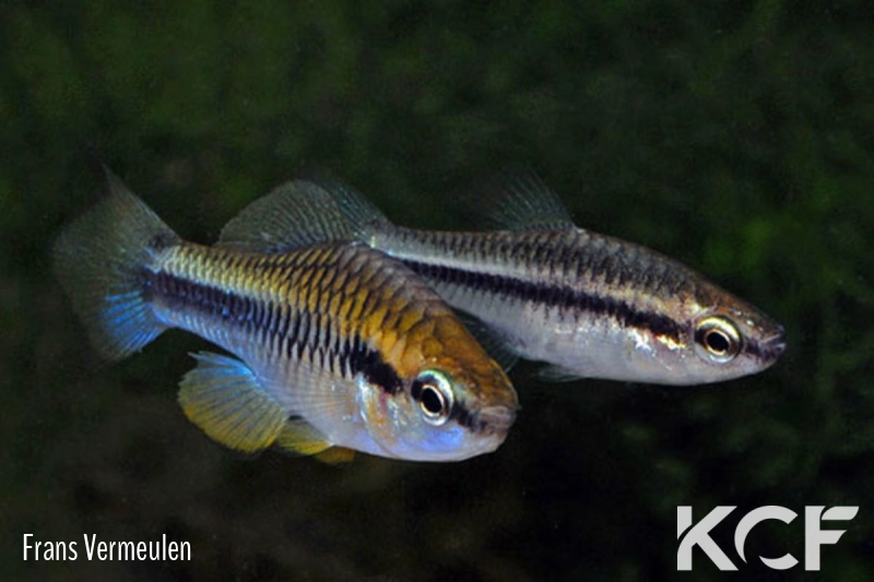 Chriopeoides pengelleyi  couple adulte 