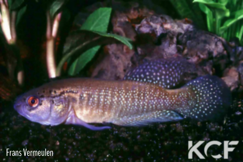 Cynolebias albipunctatus  male adulte 