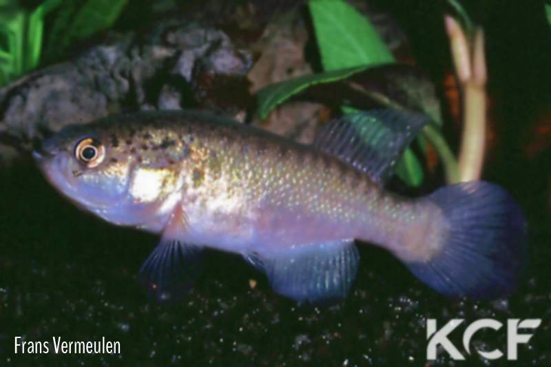 Cynolebias perforatus  male sub adulte 