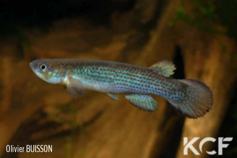 Anablepsoides cearensis Lagoa Do Cameiro 10-01 male adulte 