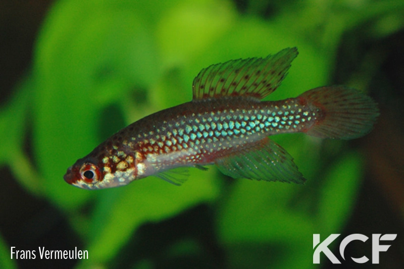 Cynopoecilus melanotaenia  male adulte 