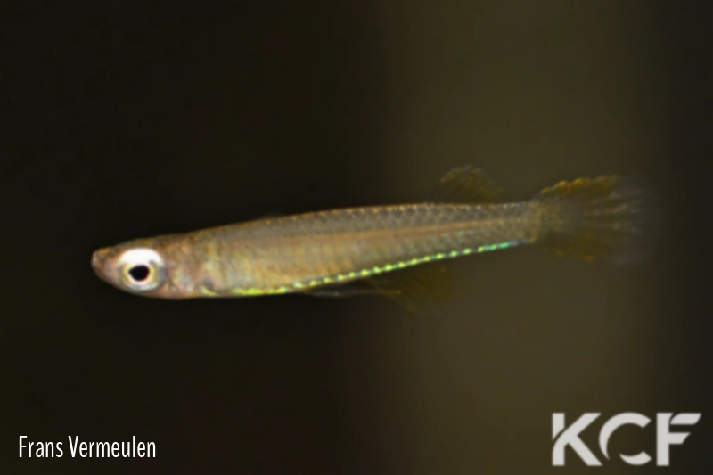 Fluviphylax pygmaeus Temi River male adulte 