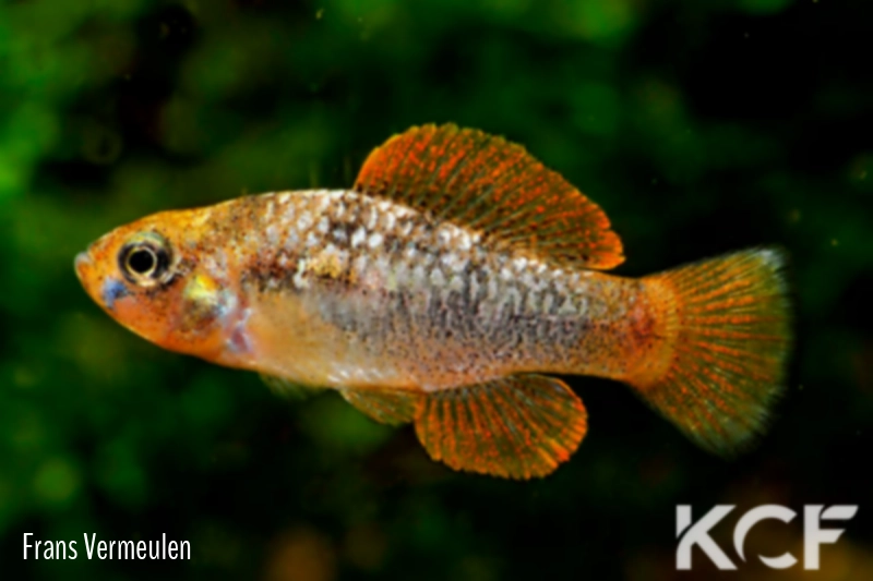 Garmanella pulchra  male adulte 