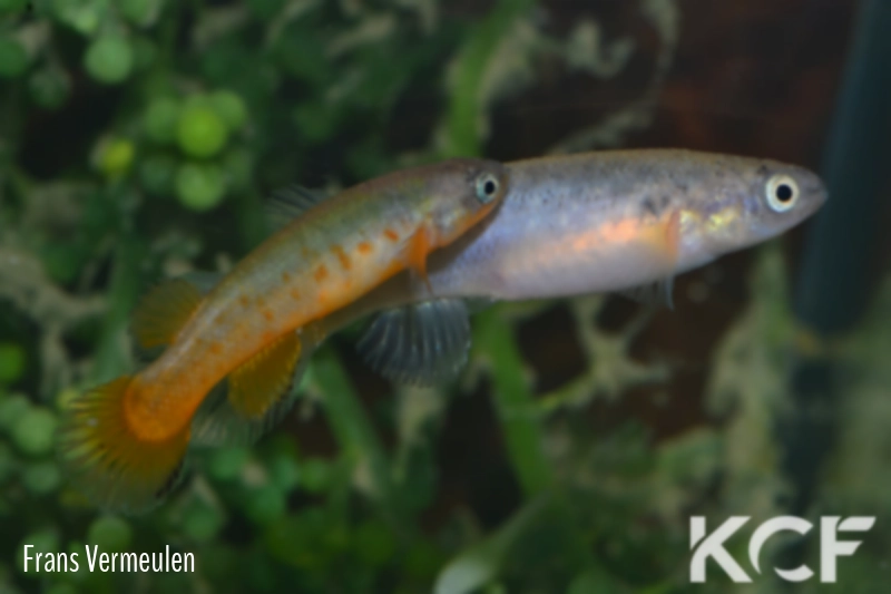 Kryptolebias marmoratus bonairensis  couple adulte 