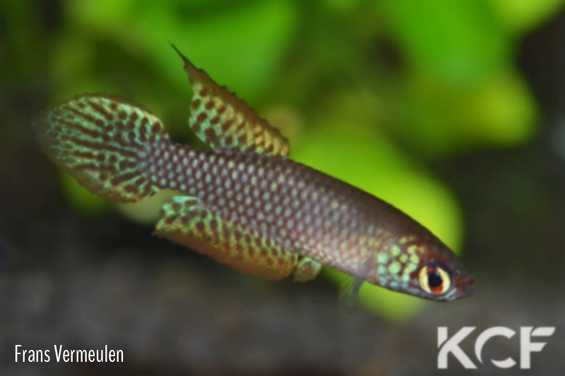 Leptolebias opalescens  male adulte 