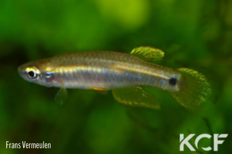 Leptolucania ommata Hiawatha Lake male adulte 