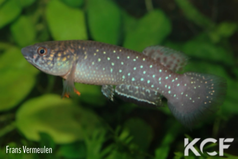 Llanolebias stellifer Papelon VGV 10-03 male adulte 