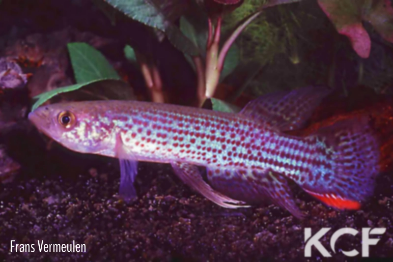 Trigonectes rubromarginatus BR 93-11 male adulte 