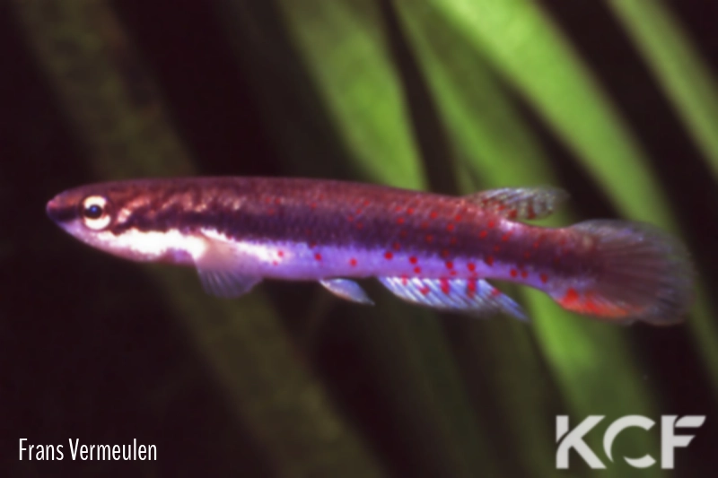 Melanorivulus crixas Nova Crixas male adulte 