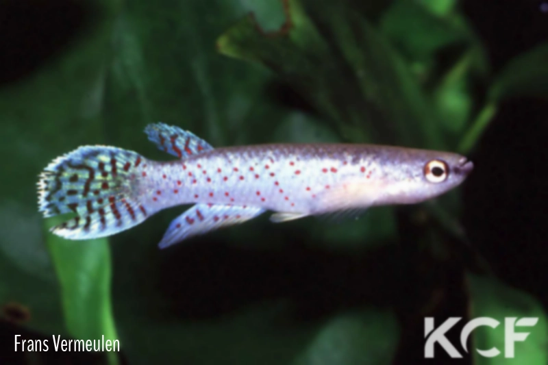 Melanorivulus punctatus PT2 AS male adulte 