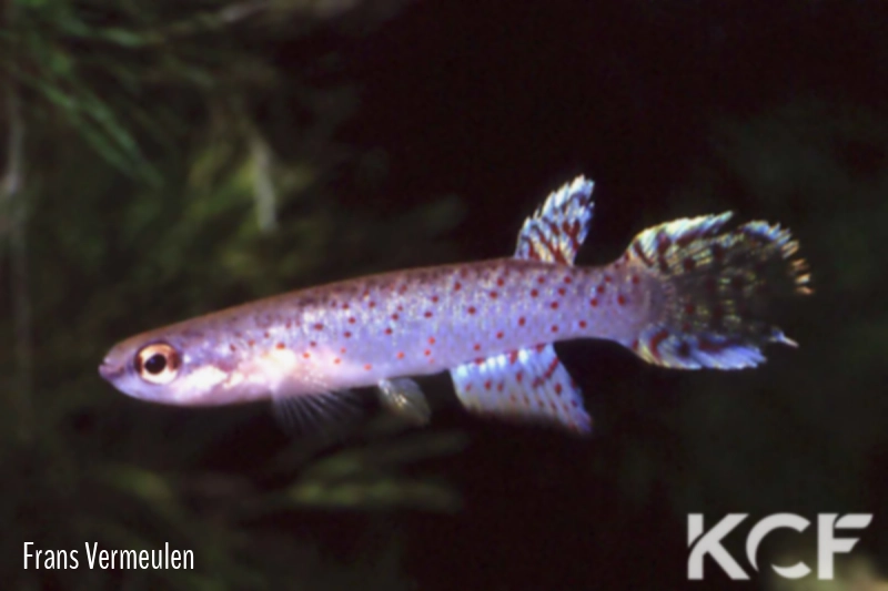 Melanorivulus punctatus PT6 AS male adulte 