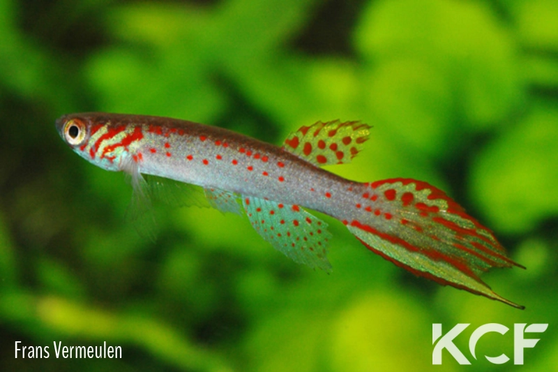 Micromoema sp. Puerto Paez VSV 09-04 male adulte 