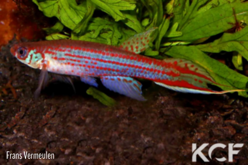 Micromoema xiphophora Isla Raton upper Orinoco RDB 92-22 male adulte 