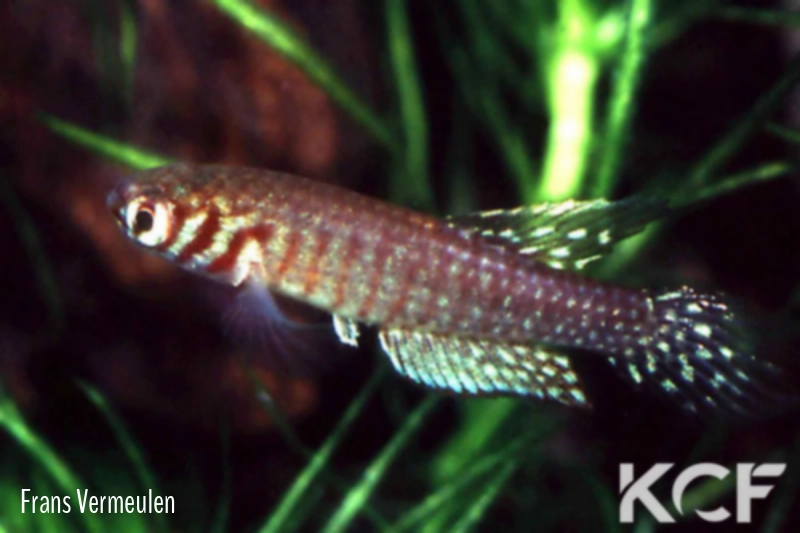 Mucurilebias leitaoi Salvador de Bahia male adulte 