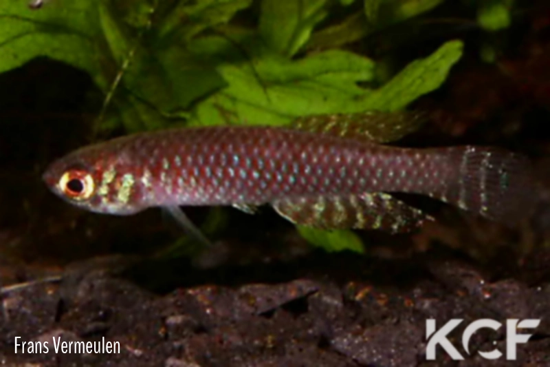 Notholebias fractifasciatus Inoa male adulte 