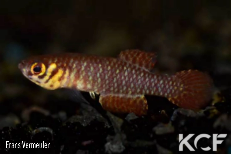 Notholebias vermiculatus  male adulte 