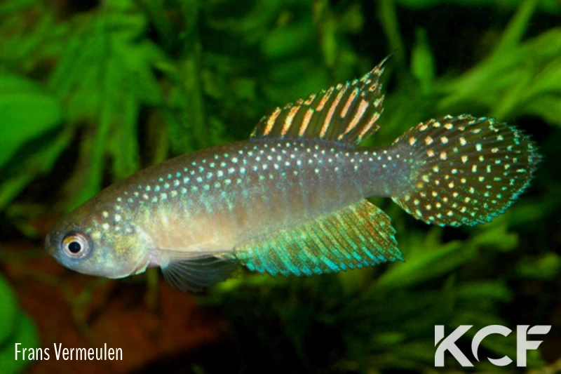 Ophtalmolebias bokermanni  male adulte 