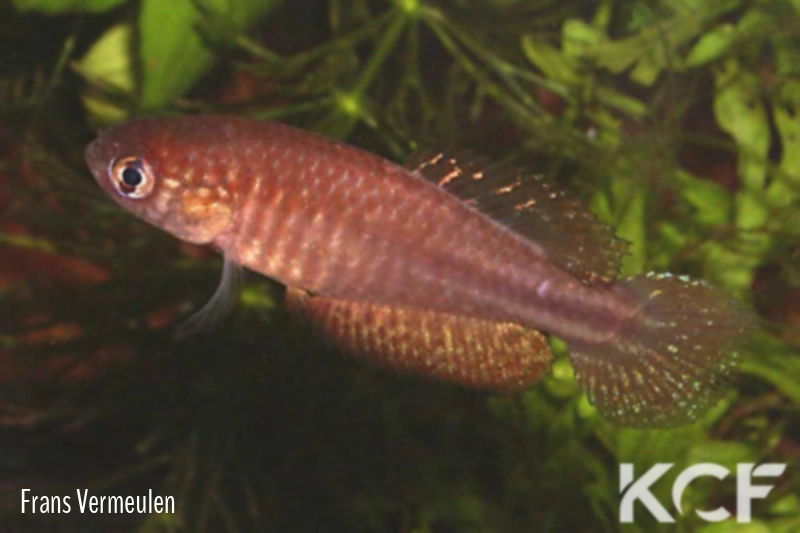 Ophtalmolebias perpendicularis  male adulte 