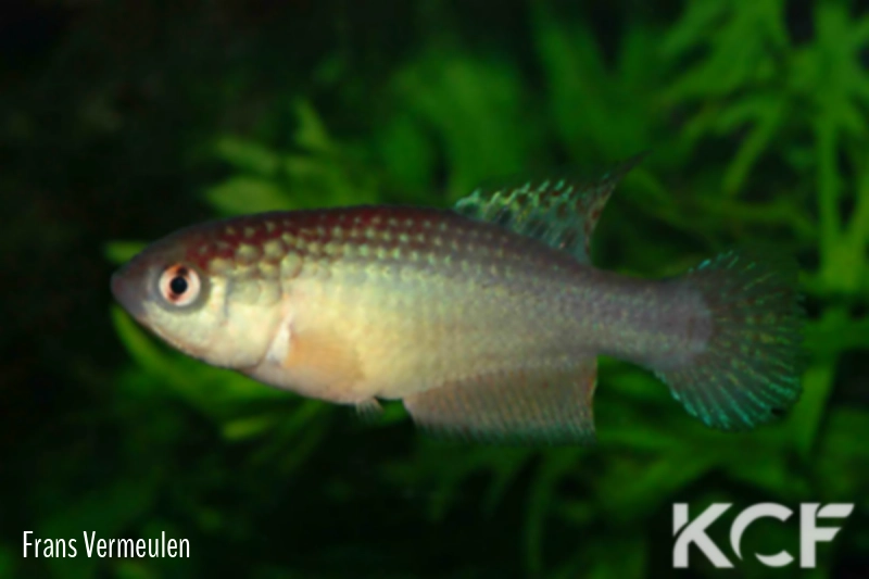 Ophtalmolebias rosaceus TT male adulte 