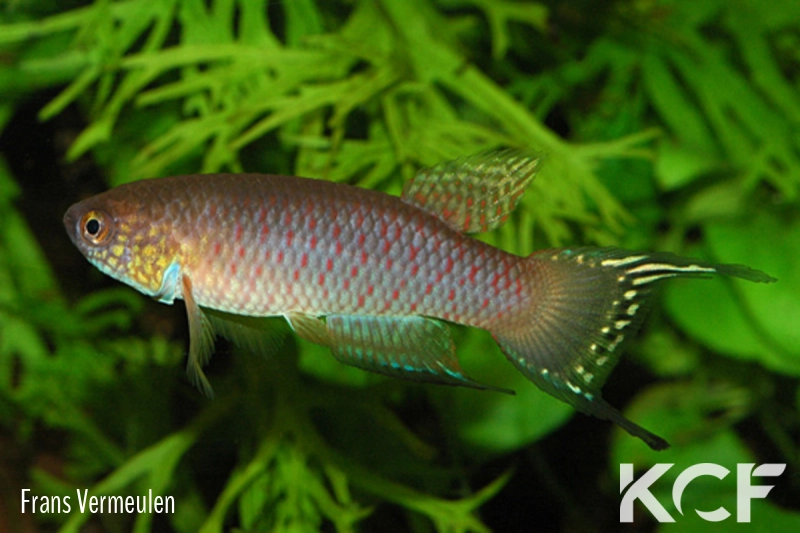 Rachovia brevis Near Fundacion-Medialuna COL 06-03 male adulte 