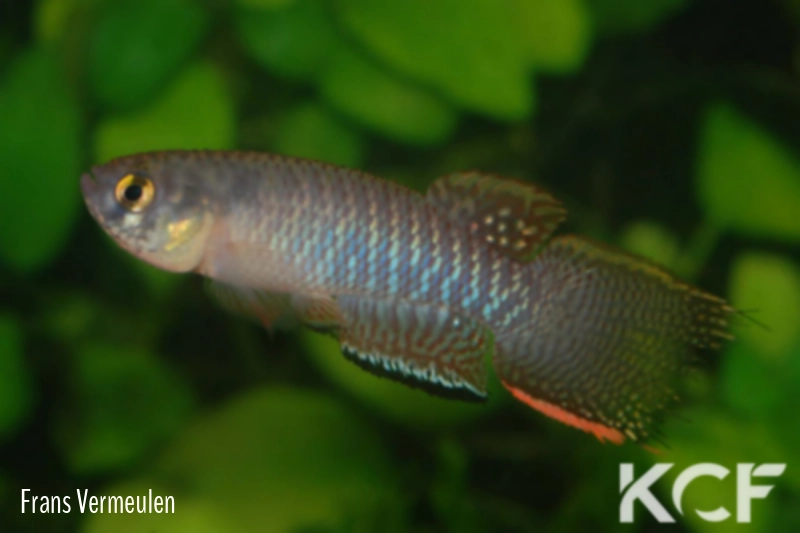 Rachovia maculipinnis Papelon VGV 10-03 male adulte 