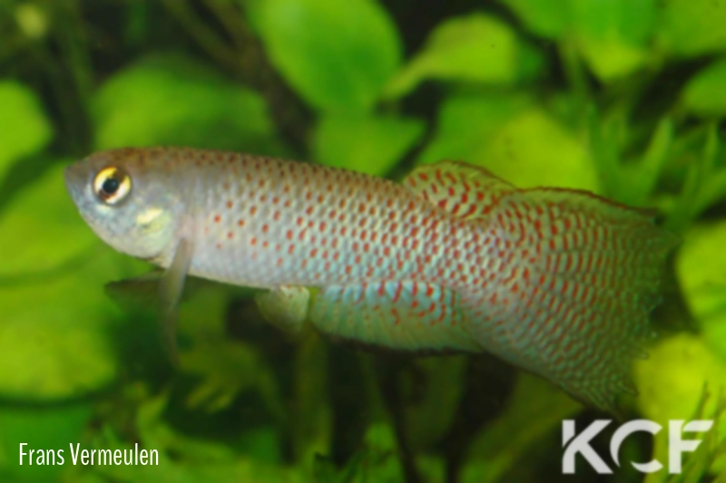 Rachovia aff. maculipinnis Pijiguaos VSV 09-05 male adulte 