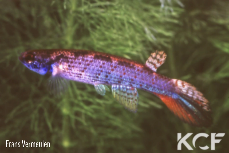 Anablepsoides obscurus Bacelos male adulte 